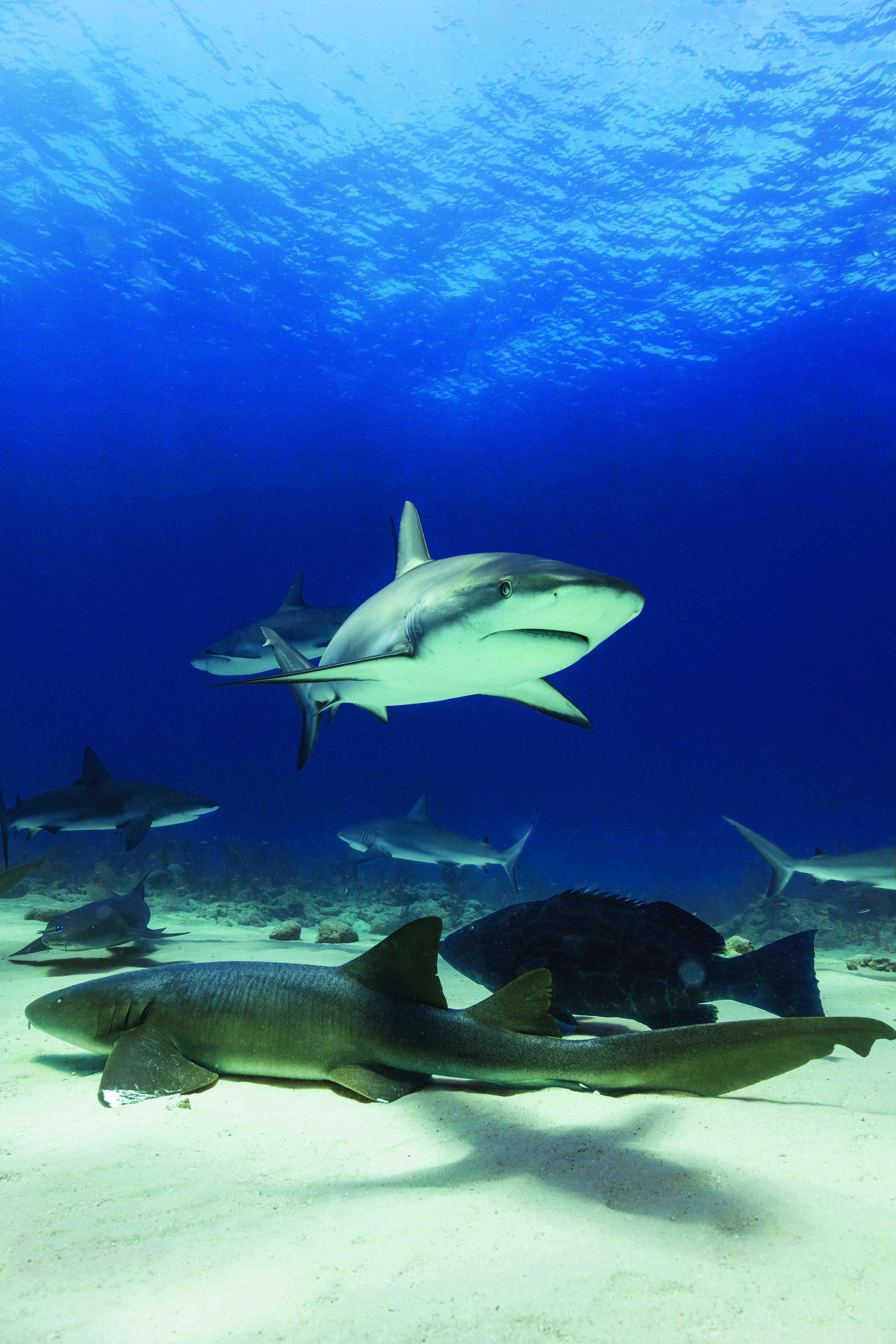 RCI_OA_IM_2017_Nassau_STrimble_SharkDive_343_RET_CMYK.jpeg